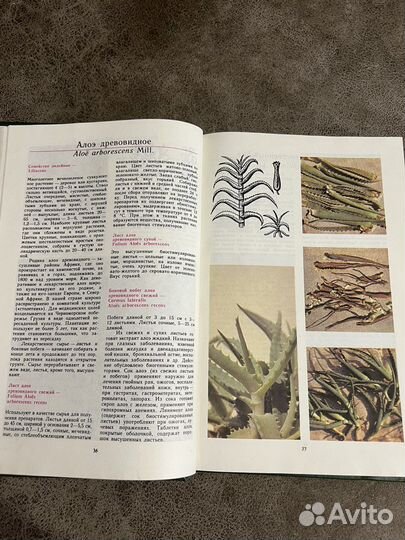 Лекарственные растения, справочник