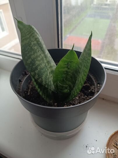 Сансевиерия