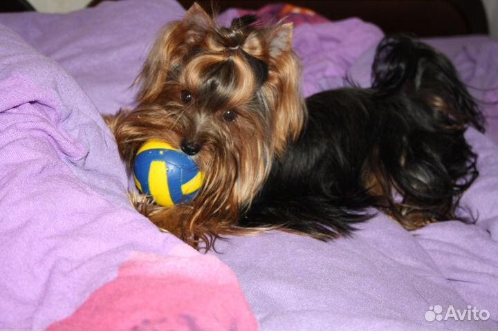 Вязка йоркширский терьер