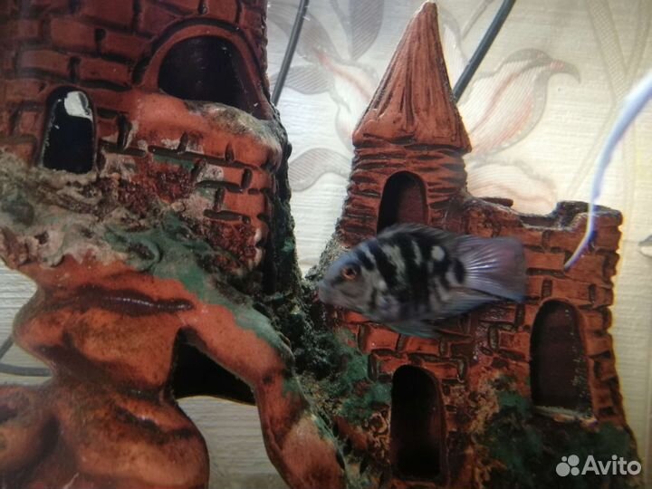 Аквариумные рыбки