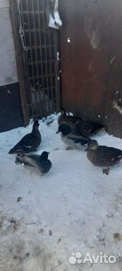 Утки подсадные