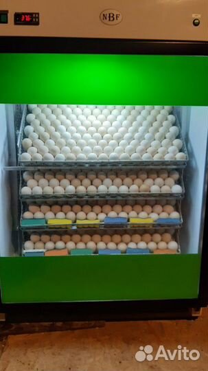 Корма,зерно,размол,зцм, для птиц и С/Х животных