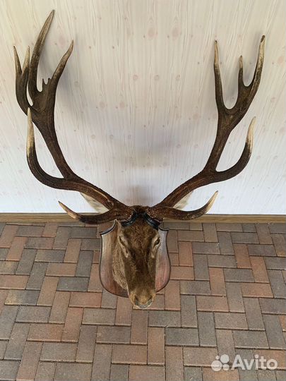 Голова оленя (чучело)