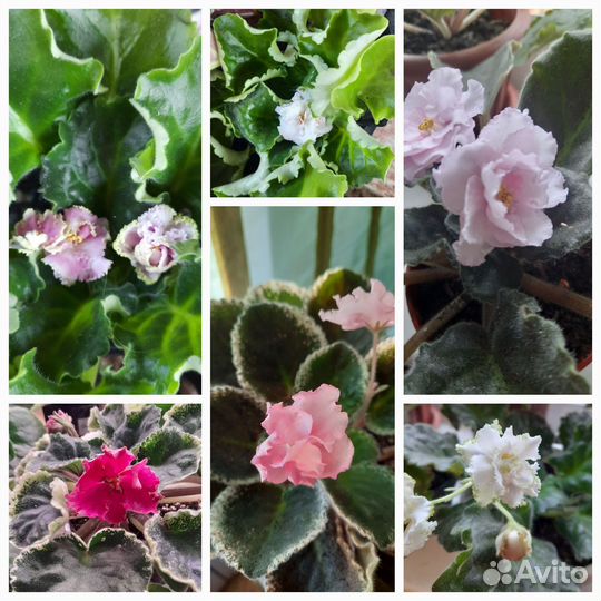 Комнатные растения