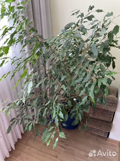 Фикус бенджамина большой