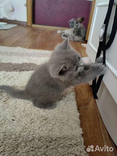 Шотландская