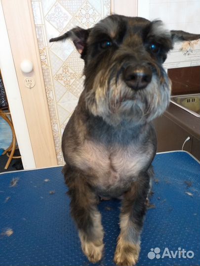 Парикмахер для животных