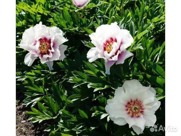 Ито пионы саженцы