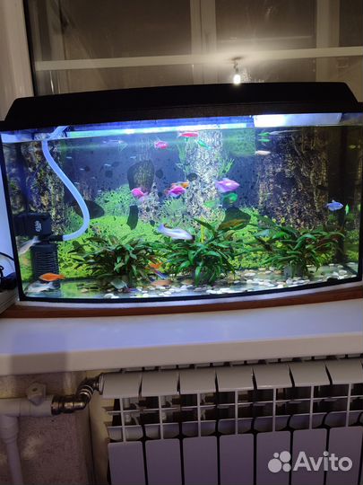 Аквариум