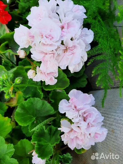 Пеларгония (герань), олеандр и др.комнатные цв