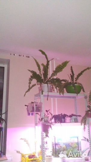 Папоротник нефролепис