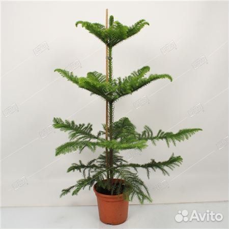 Араукария разнолистная Araucaria heterophylla 90/2
