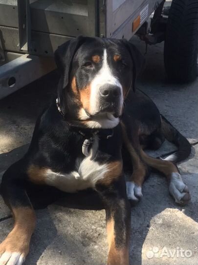 Вязка зененнхунд