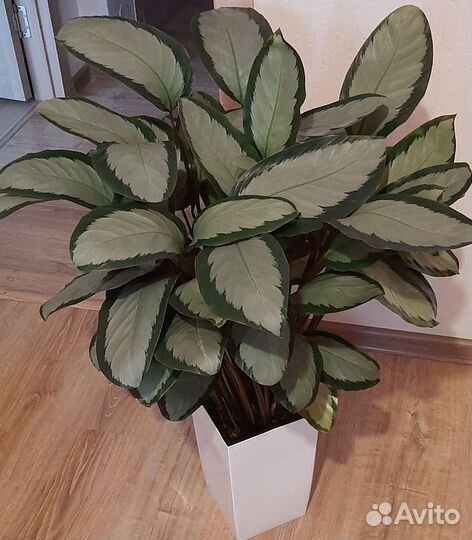 Калатея пиктурата