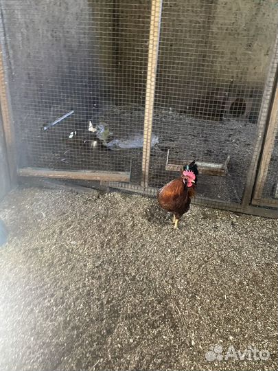 Куры петухи