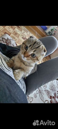 Шотландская вислоухая
