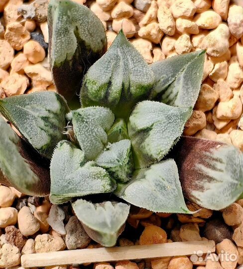 Haworthia Love life magnifica