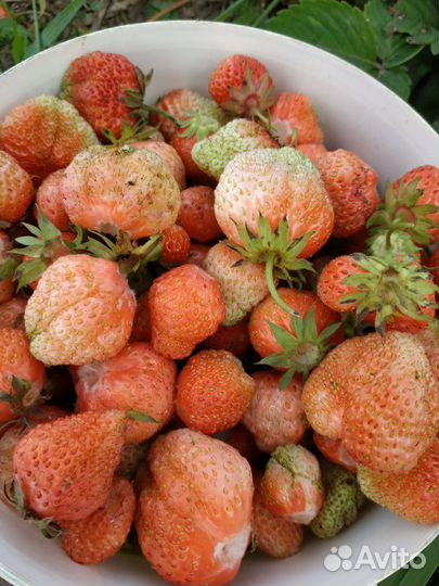 Рассада клубники