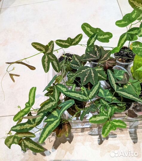 Пассифлора (маракуйя), 8 видов