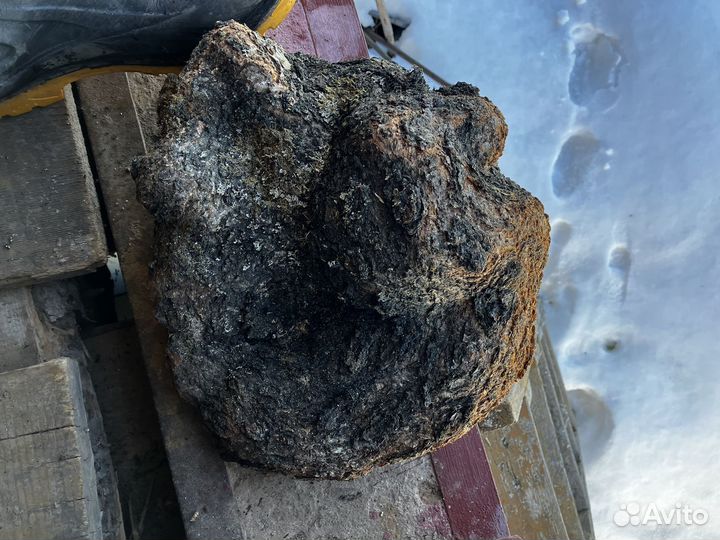 Сувель березы