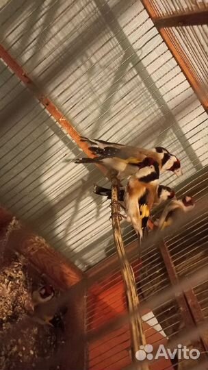 Певчие лесные птицы