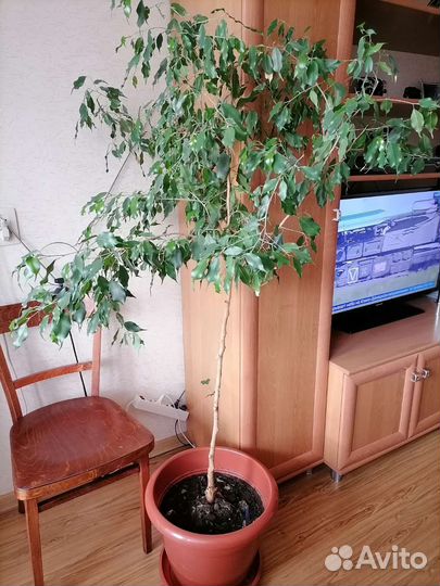 Фикус бенджамина