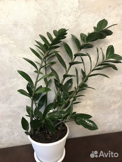 Замиокулькас