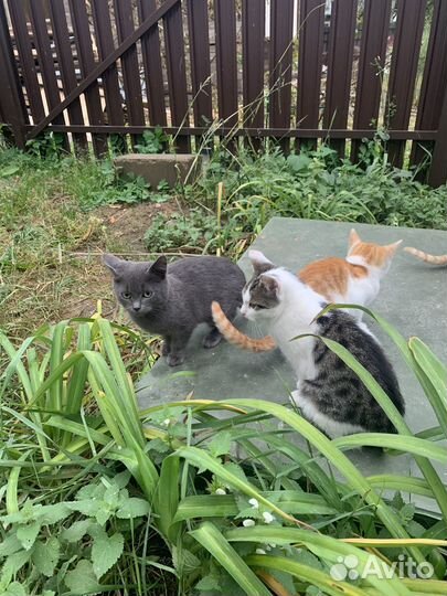 Котята в добрые руки
