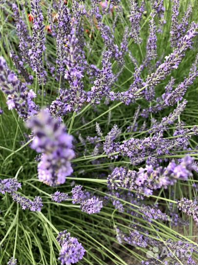 Лаванда урожай 2023 на срез Для чая, выпечки