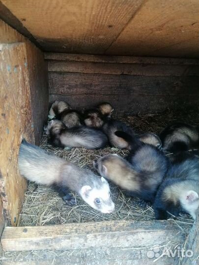 Продаются хорьки