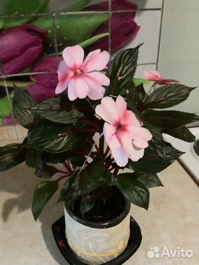 Бальзамин новогвинейский