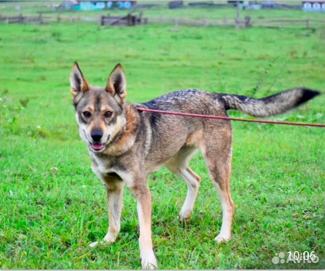 Собака в добрые руки