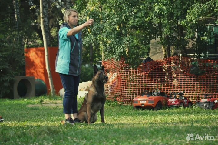 Кинолог / Дрессировка собак