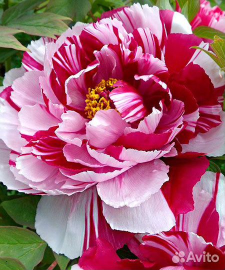 Пионы сортовые гибрид