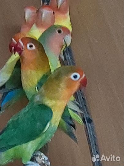 Попугаи