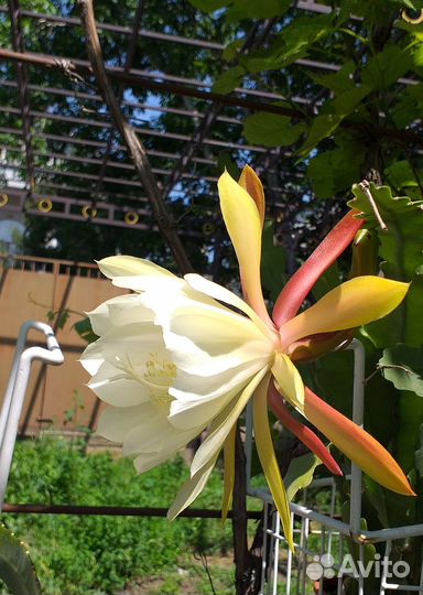 Желтый эпифиллум