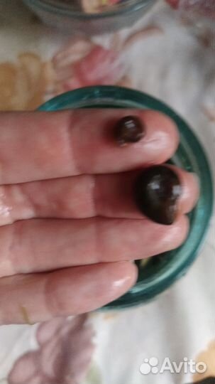 Улитки аквариумные бесплатно