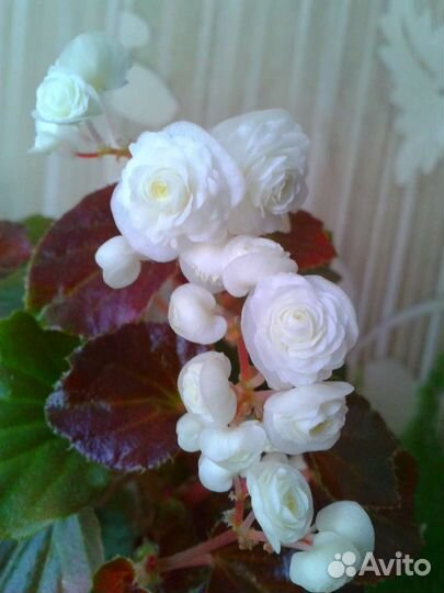 Бегонии Кейн и другие