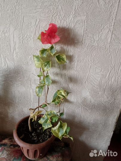 Продам бугенвиллию