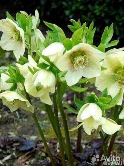 Теневыносливые многолетники