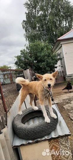 Собака дворняшка