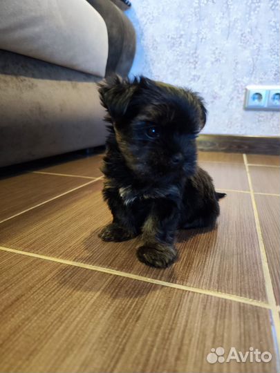 Йоркширский терьер мини