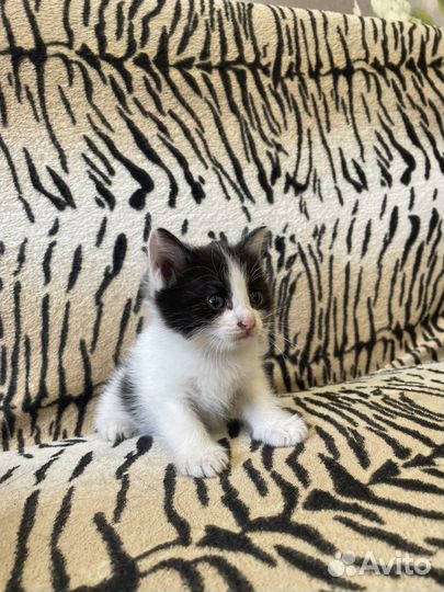 Котенок мальчик бесплатно