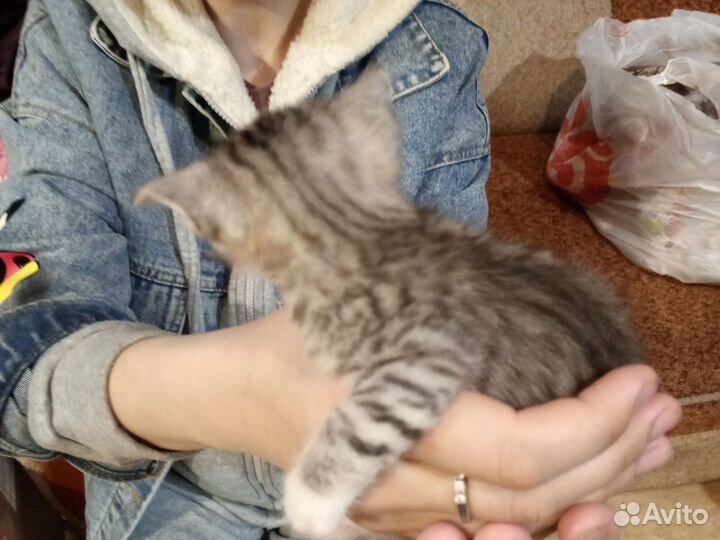 Кошки