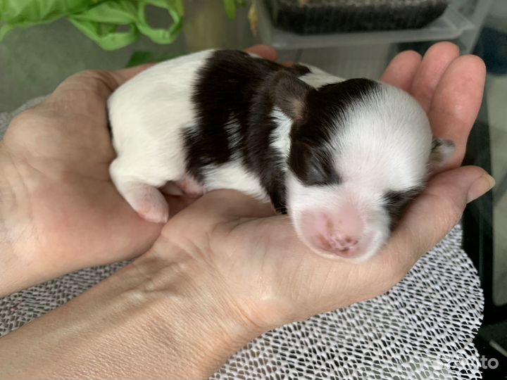 Йорк девочка, окрас биро