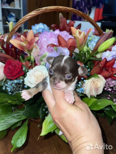 Чихуахуа щенки