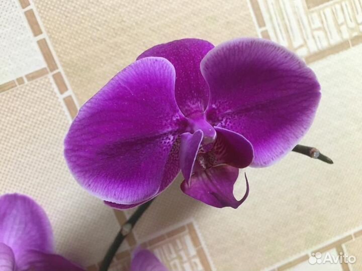 Орхидея фаленопсис