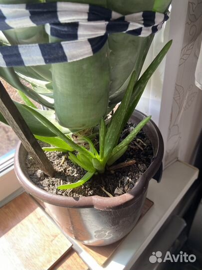 Алоэ вера большой