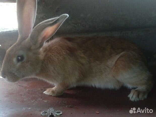 Обменяю крольчиху бургунскую