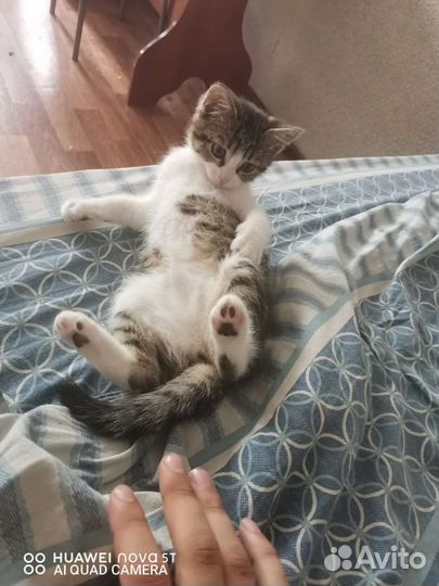 Кошка в дар